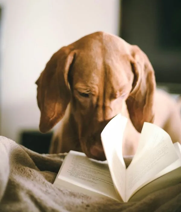 Calm morning moment: dog resting in a book, symbolizing relaxation and a mindful morning routine
